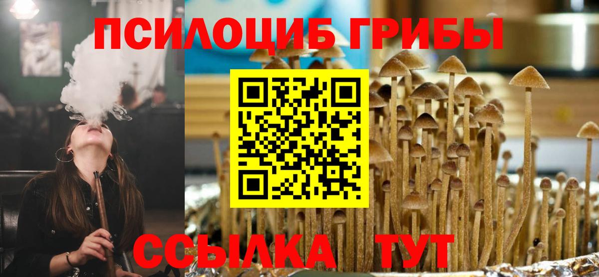 Зеленогорск  Псилоцибиновые грибы Psilocybe  Вход с VPN 
